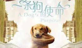 忠爱无言在线观看,感人至深的动物情感故事